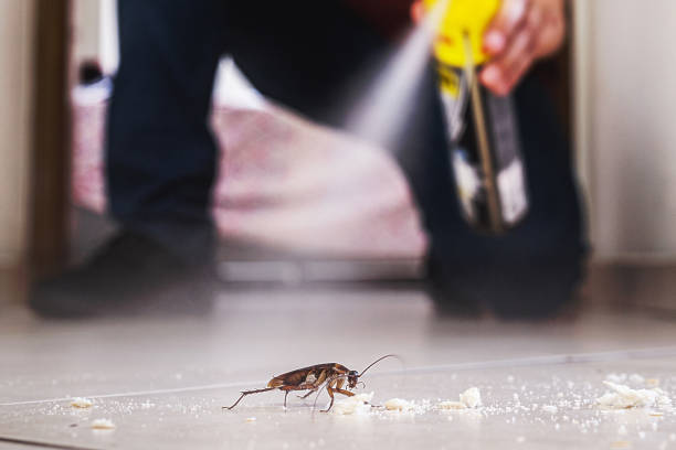 Best Flea Control Services  in Berkeley, IL